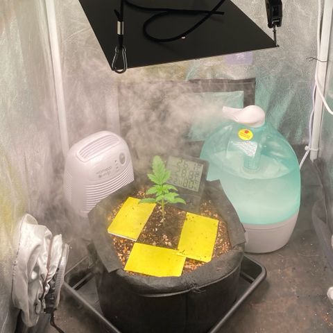 Fiona growlog photo: Grow completo!