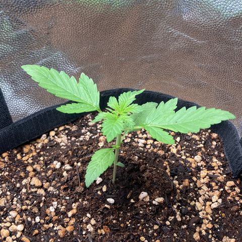 Fiona growlog timeline photo