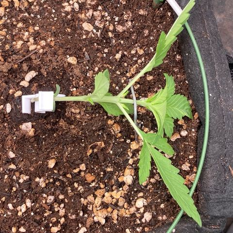 Fiona growlog photo: Treinamento começou!