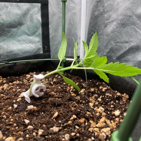 Fiona growlog timeline photo