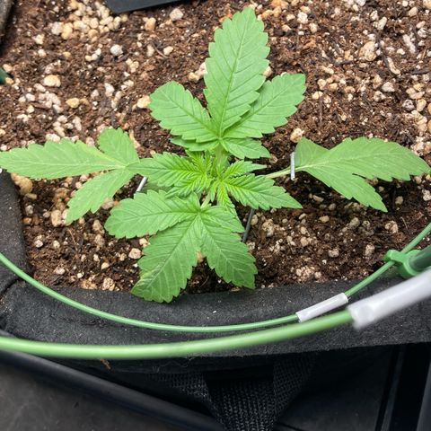 Fiona growlog photo: mais LST!