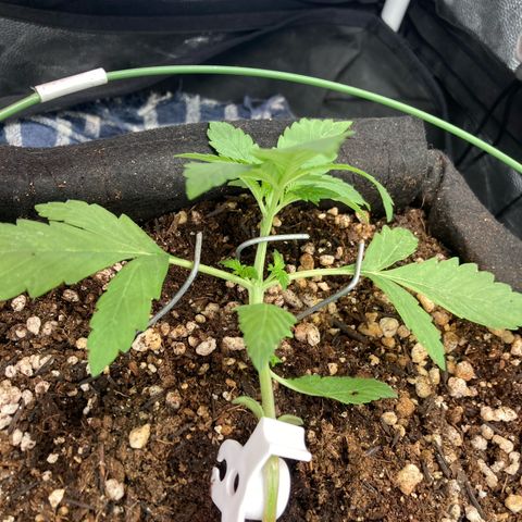 Fiona growlog photo: mais LST!