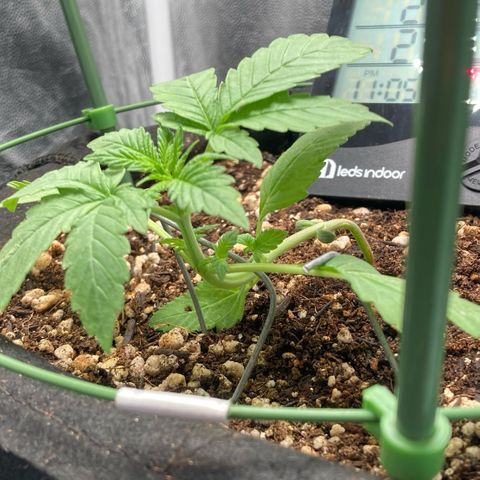 Fiona growlog photo: mais LST!