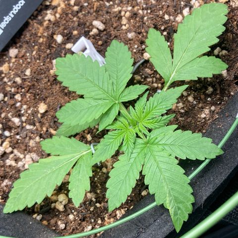 Fiona growlog photo: Melhorei os pinos de LST, agora estão melhores colocados e menores.