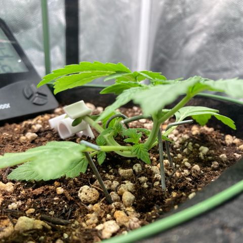 Fiona growlog photo: Melhorei os pinos de LST, agora estão melhores colocados e menores.
