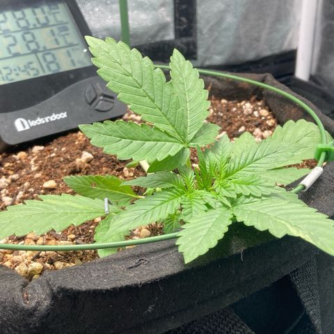 Fiona growlog photo: Crescendo bem demais