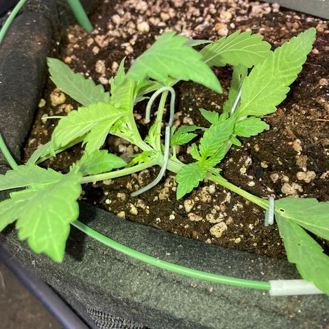 Fiona growlog photo: Mudando a direção de crescimento da planta!