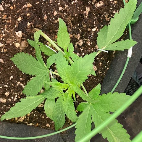 Fiona growlog photo: Mudando a direção de crescimento da planta!