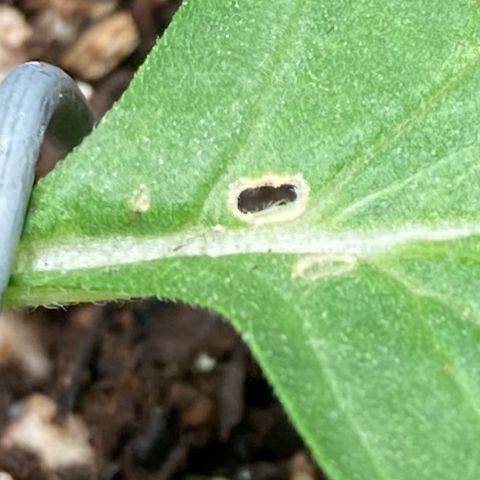 Fiona growlog photo: Algumas das manchas e buracos que encontrei… Estou tentando descobrir o que é, por precaução eu espirrei o inseticida.