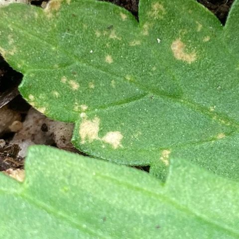 Fiona growlog photo: Algumas das manchas e buracos que encontrei… Estou tentando descobrir o que é, por precaução eu espirrei o inseticida.