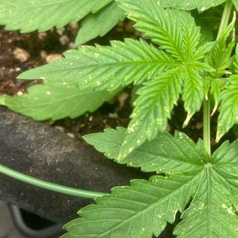 Fiona growlog photo: Ela estava assim!!