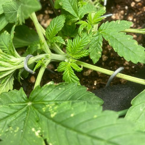 Fiona growlog photo: Ela estava assim!!
