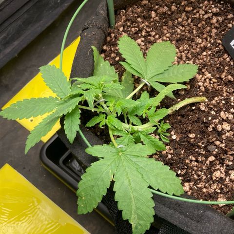 Fiona growlog photo: Podei após o flush e posicionei bastante papel com cola pra pegar insetos!