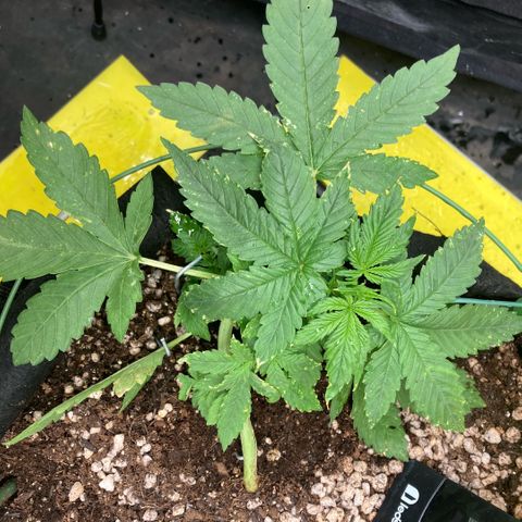 Fiona growlog photo: Ela vem melhorando muito! Hoje treinei ela mais, agora com amarras pra fixar melhor ela na direção que quero que ela cresça.
