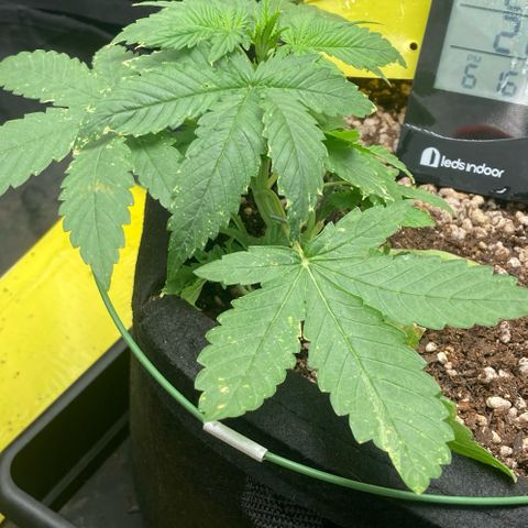 Fiona growlog timeline photo