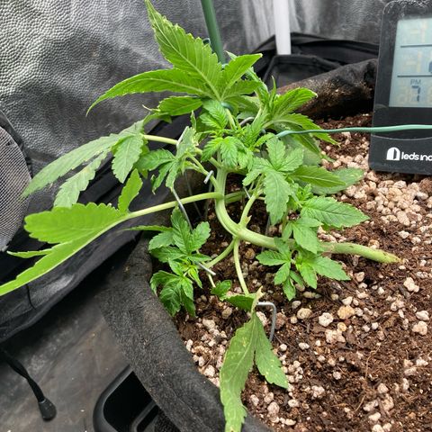Fiona growlog photo: Mais treinamento, menos podas! Em vez de cortar, tô sempre mudando a direção das folhas pra garantir que as menores recebam bastante luz.  