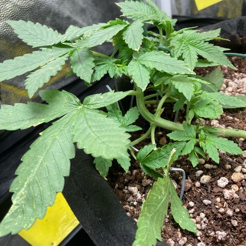Fiona growlog timeline photo