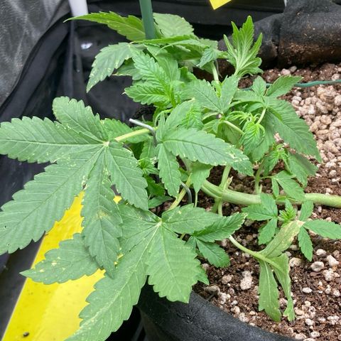 Fiona growlog photo: Tirei 2 folhas!