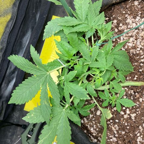 Fiona growlog photo: Tirei 2 folhas!
