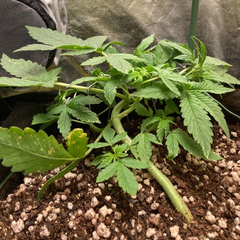 Fiona growlog timeline photo