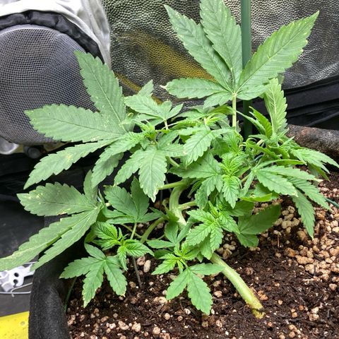 Fiona growlog timeline photo