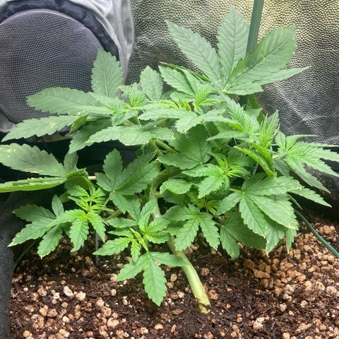 Fiona growlog timeline photo