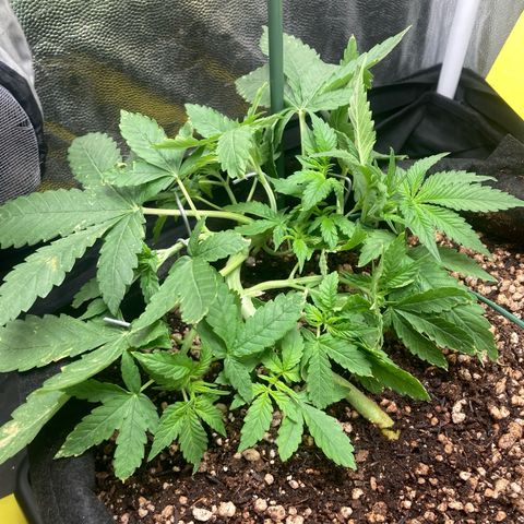 Fiona growlog photo: Mais LST