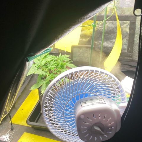 Fiona growlog photo: ohh calor!