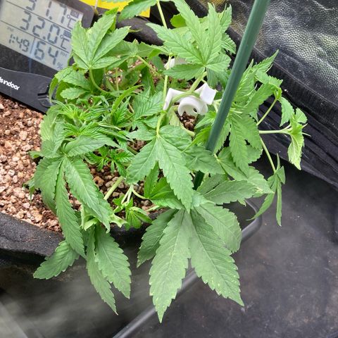Fiona growlog photo: muita folhaaa