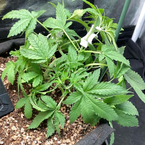 Fiona growlog photo: muita folhaaa
