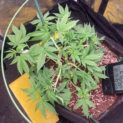 Fiona growlog photo: podei mais 2