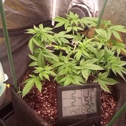 Fiona growlog photo: Camera de segurança instalada!!