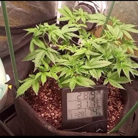 Fiona growlog timeline photo