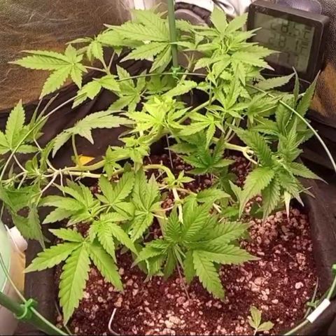 Fiona growlog timeline photo