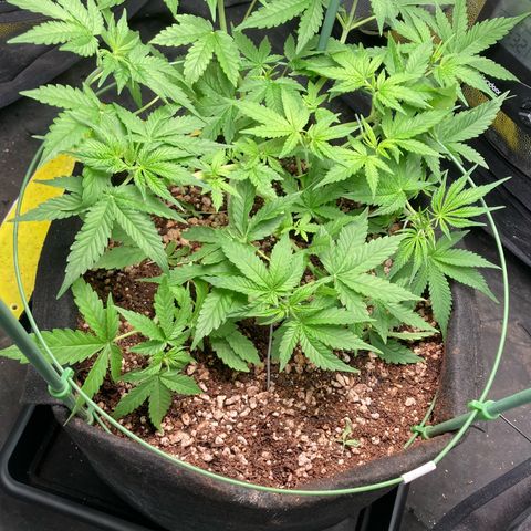 Fiona growlog photo: Que linda!!