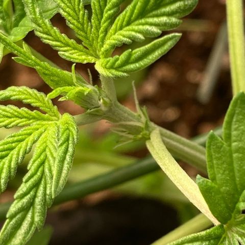 Fiona growlog photo: Os pistilos estão aparecendo, estamos na pré-flora!!!
