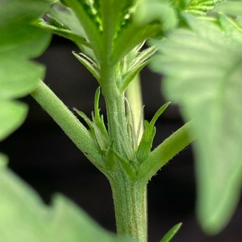 Fiona growlog photo: Os pistilos estão aparecendo, estamos na pré-flora!!!