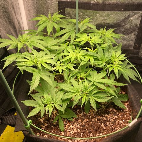 Fiona growlog timeline photo
