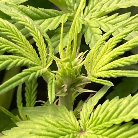 Fiona growlog photo: Flores!!