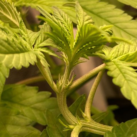 Fiona growlog photo: Flores!!