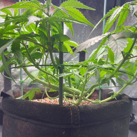 Fiona growlog photo: Amanhã regarei!