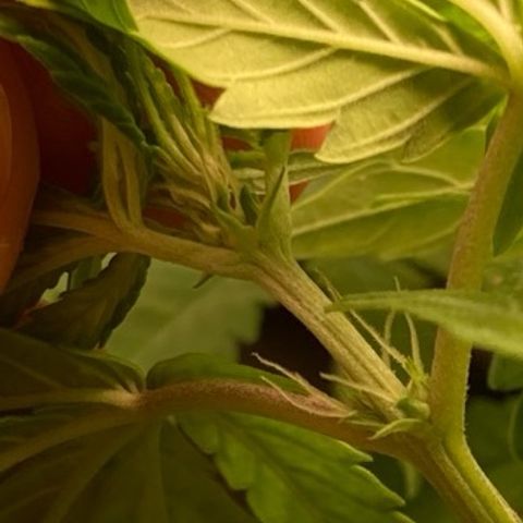 Fiona growlog photo: FLORES!! FLORES!! FLORES!!