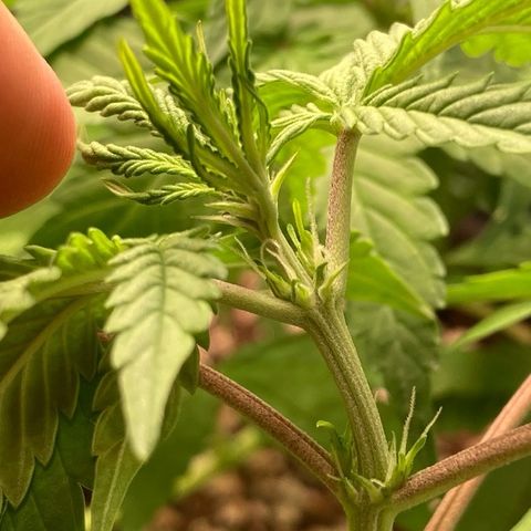 Fiona growlog photo: FLORES!! FLORES!! FLORES!!