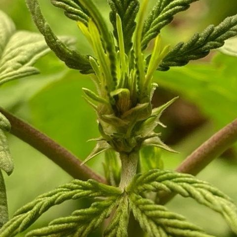 Fiona growlog photo: FLORES!! FLORES!! FLORES!!