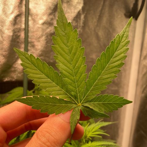 Fiona growlog photo: tive que arrancar essa linda folha T-T