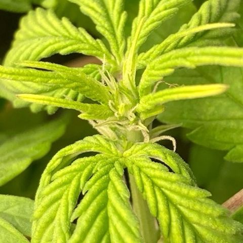 Fiona growlog photo: Flores!!!