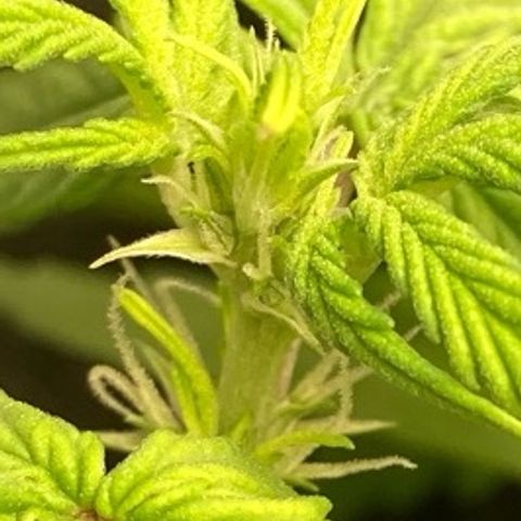 Fiona growlog photo: Flores!!!