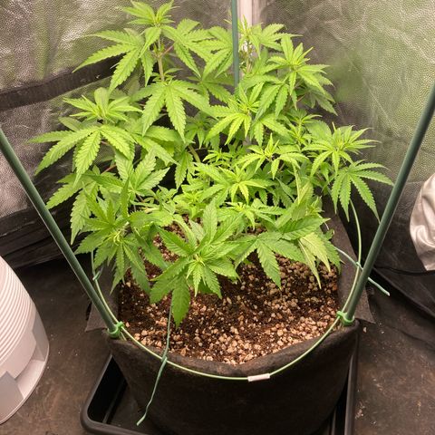Fiona growlog timeline photo