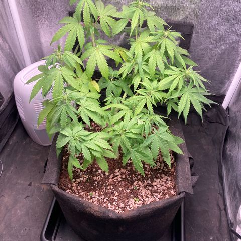 Fiona growlog photo: Enormeee