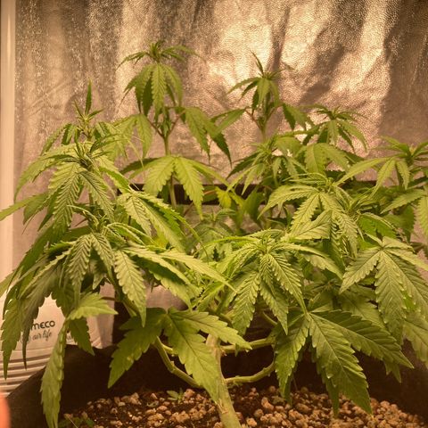 Fiona growlog photo: Ta com sede ela!! Vou regar